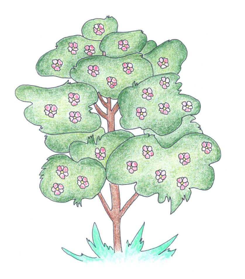 ilustrace strom Magnolie