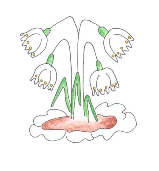 ilustrace bledule